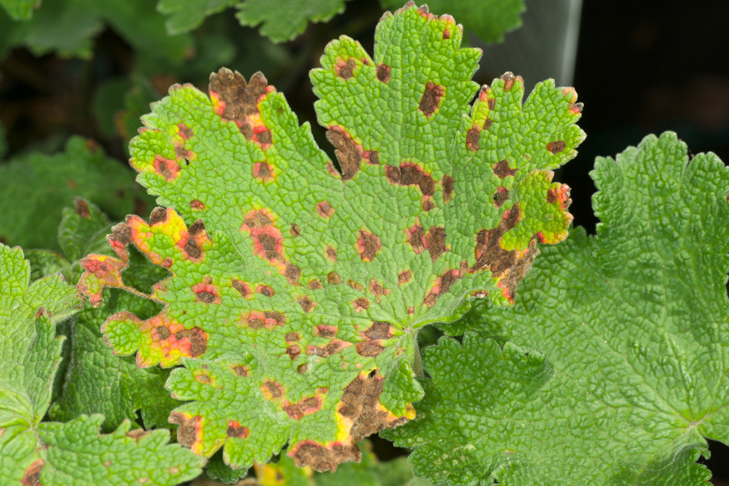 Geranium renardii with bacterial leaf spot caused by Xanthomonas hortorum pv. pelargonii
